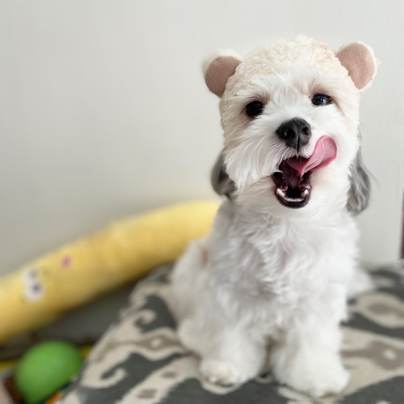 cute dog teddy